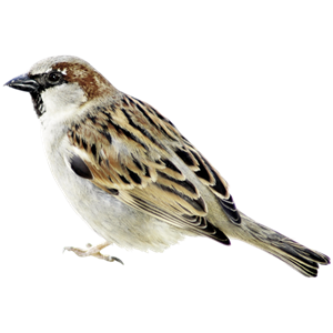 Sparrow PNG-20112